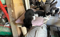 Mixed Breed cats for sale: Three kittens  - Image 12