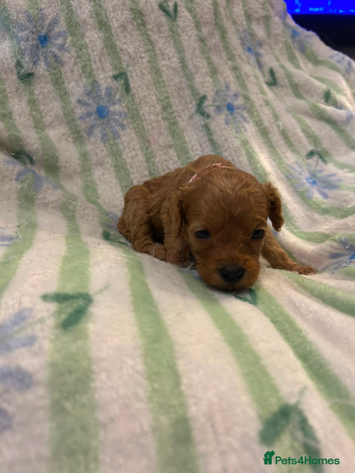 Cavapoo dogs Beautiful litter of cavapoo - Advert 3
