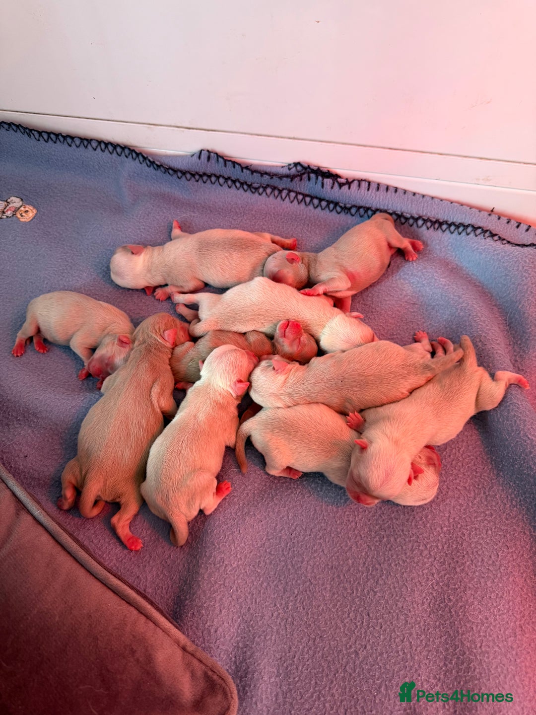 Pug dogs for sale: 10 beautiful pink pugs looking for there new home  - Image 8