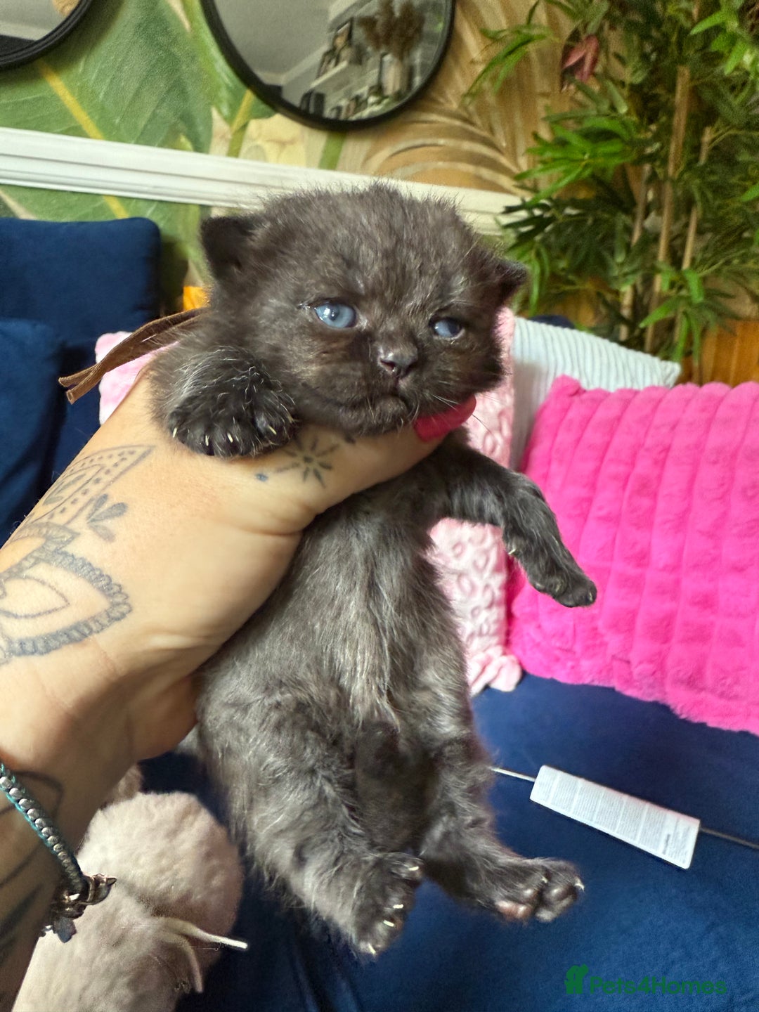 British Shorthair cats for sale: British Shorthair Champion Line kittens 🏆🥇😻 - Image 11