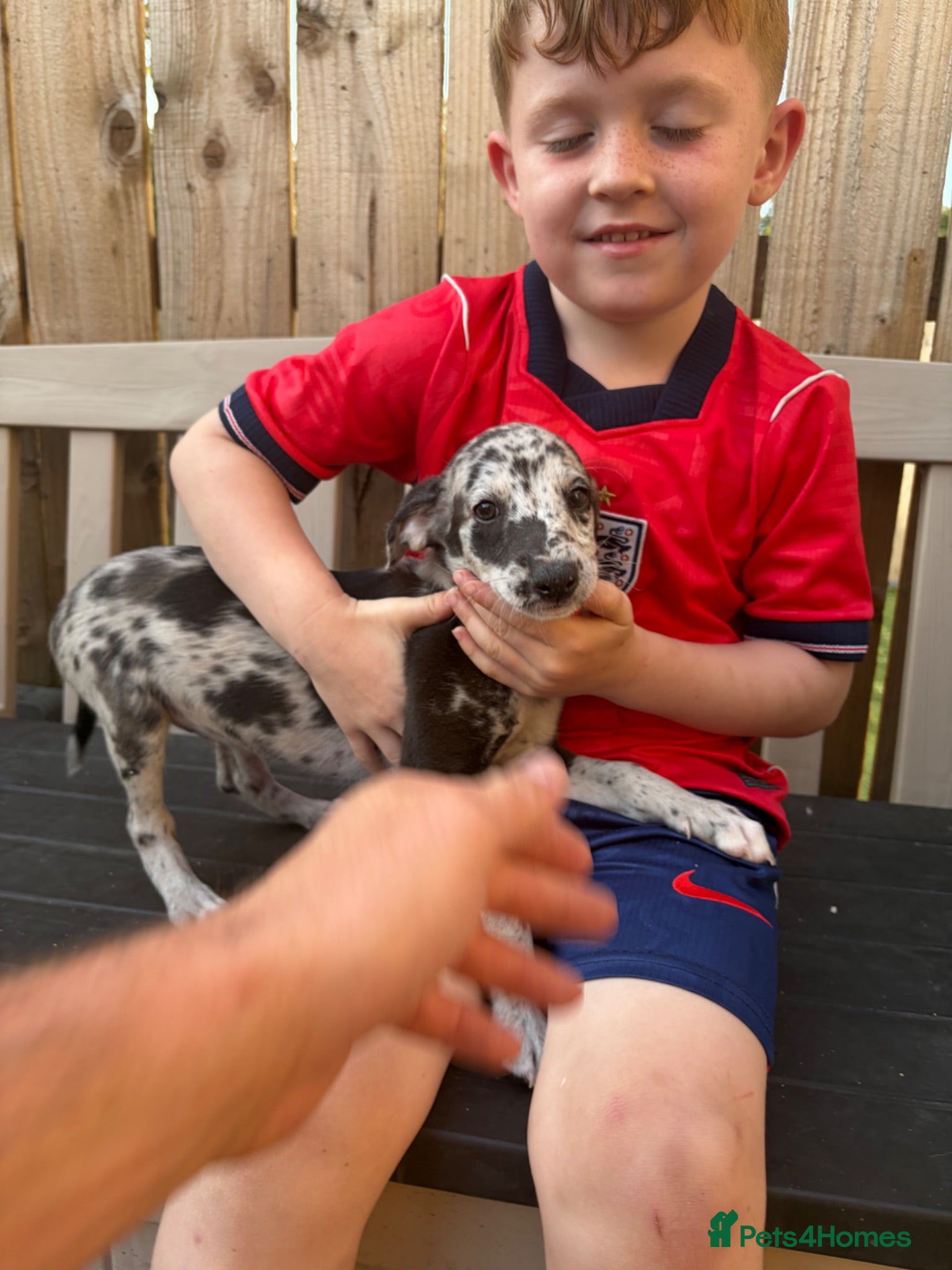 Lurcher dogs Genuine 3/4 whippet 1/4 collie pups for sale  - Advert 3