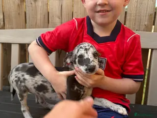 Lurcher dogs Genuine 3/4 whippet 1/4 collie pups for sale - Advert 3