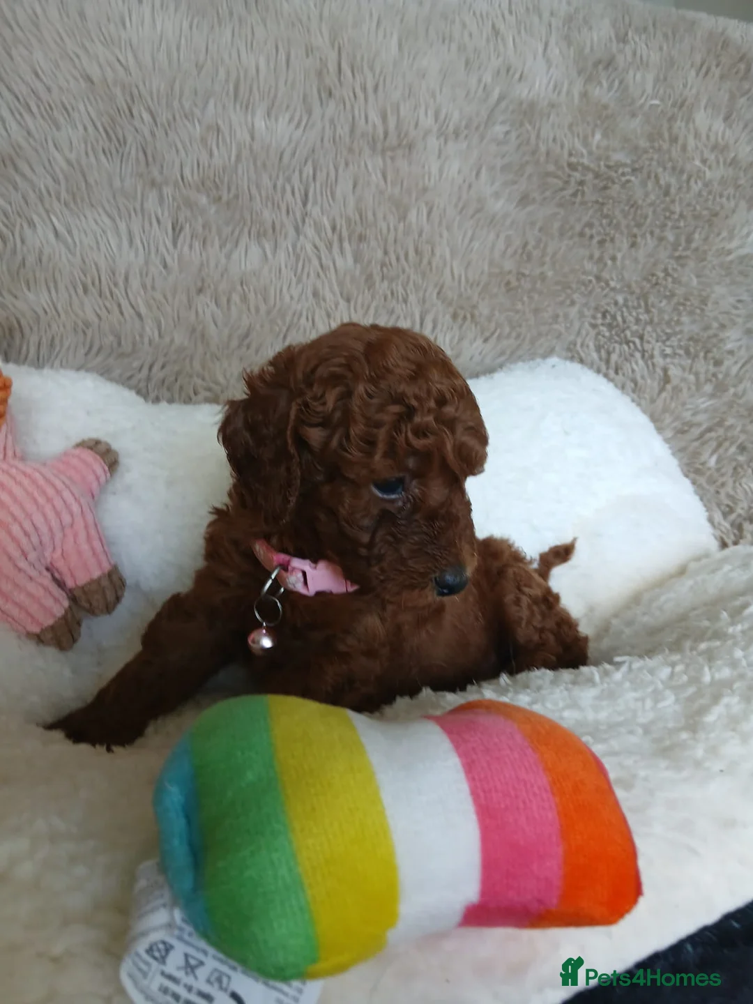 Miniature Poodle dogs for sale: Fox Red and Red puppies Boys and Girls available. - Advert 1