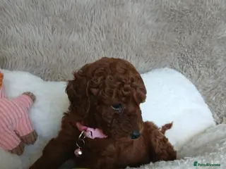 Miniature Poodle dogs Fox Red and Red puppies Boys and Girls available. - Advert 4