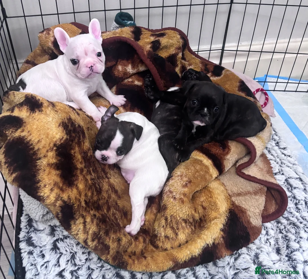 French Bulldog dogs for sale: Beautiful French bulldog puppies-surprise litter - Advert 1