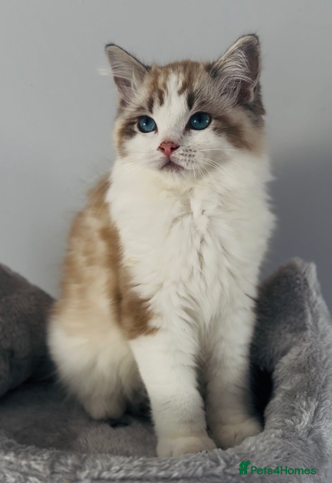 Ragdoll cats for sale: Tica ActiveChampion Blood, Full peddigree Kittens in Leicester - Image 3