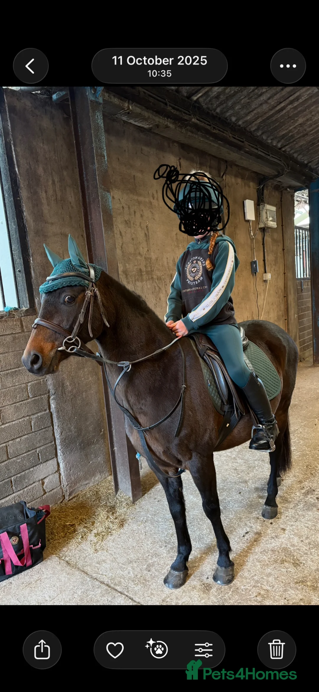 Riding pony horses for sale: Dancer 12hh show pony  in Lancaster - Advert 20