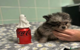Pomeranian dogs for sale: Beautiful Pomeranian puppies  - Image 24