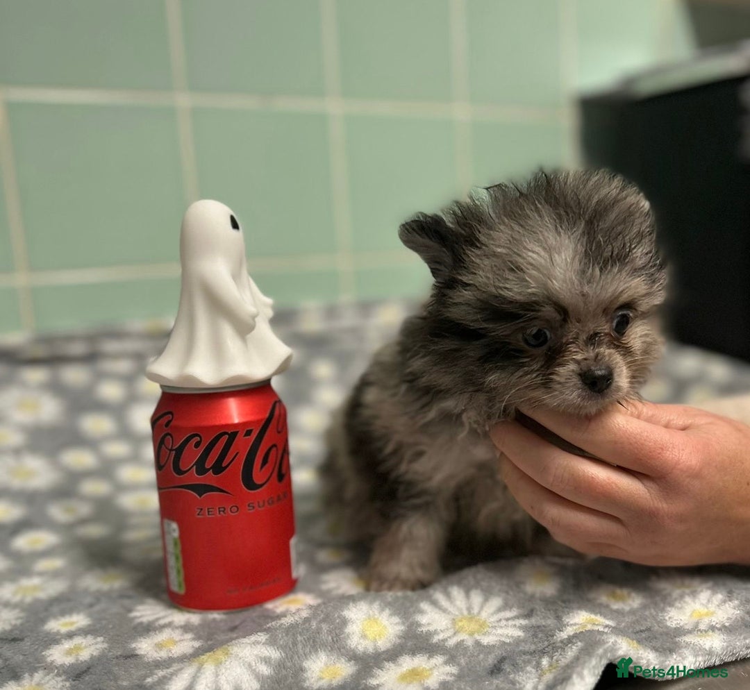Pomeranian dogs for sale: Beautiful Pomeranian puppies  - Image 24