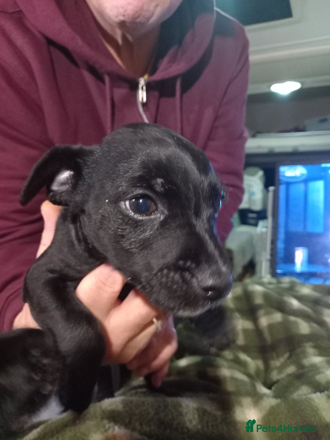 Patterdale Terrier dogs for sale: Super cute little girl, ready for forever home - Advert 5