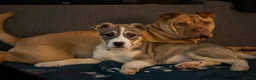 Siberian Husky dogs for sale: 5 month old husky freya  in Manchester - Advert 6