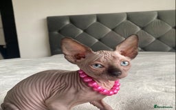 Sphynx cats for sale: Canadian sphinx kittens blue eyes girls  - Image 18