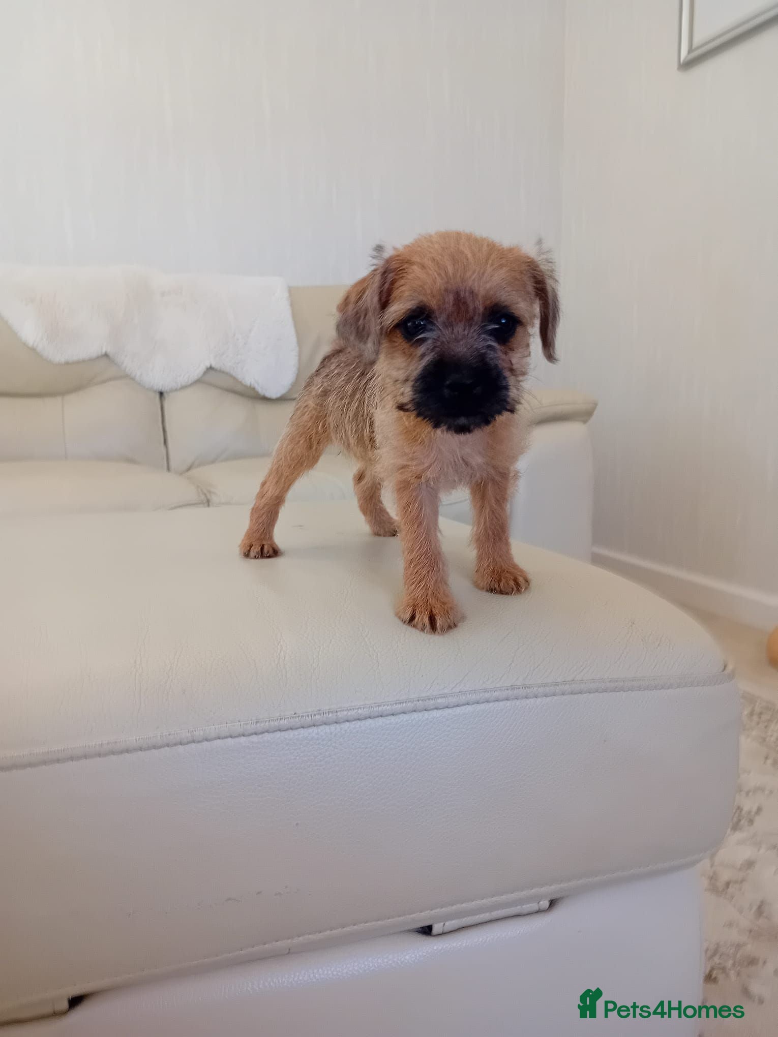 Border Terrier dogs Beautiful Border Terrier Puppies  - Advert 7