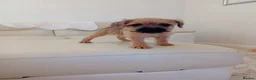 Border Terrier dogs for sale: Beautiful Border Terrier Puppies  - Advert 2