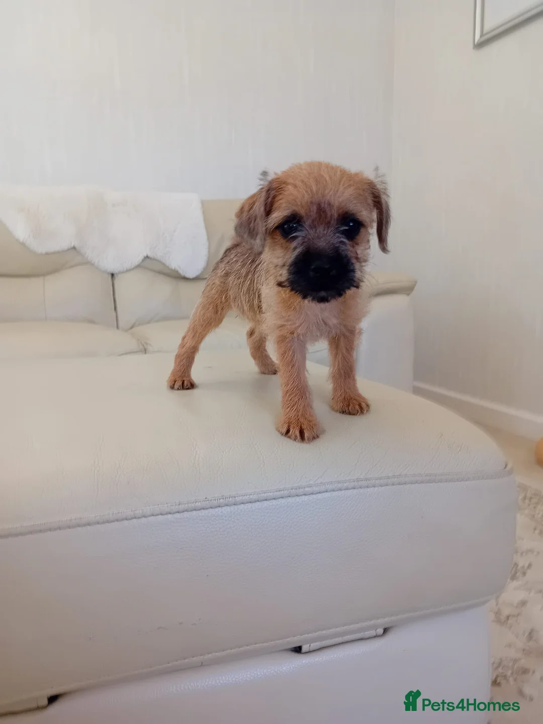 Border Terrier dogs for sale: Beautiful Border Terrier Puppies  - Advert 2