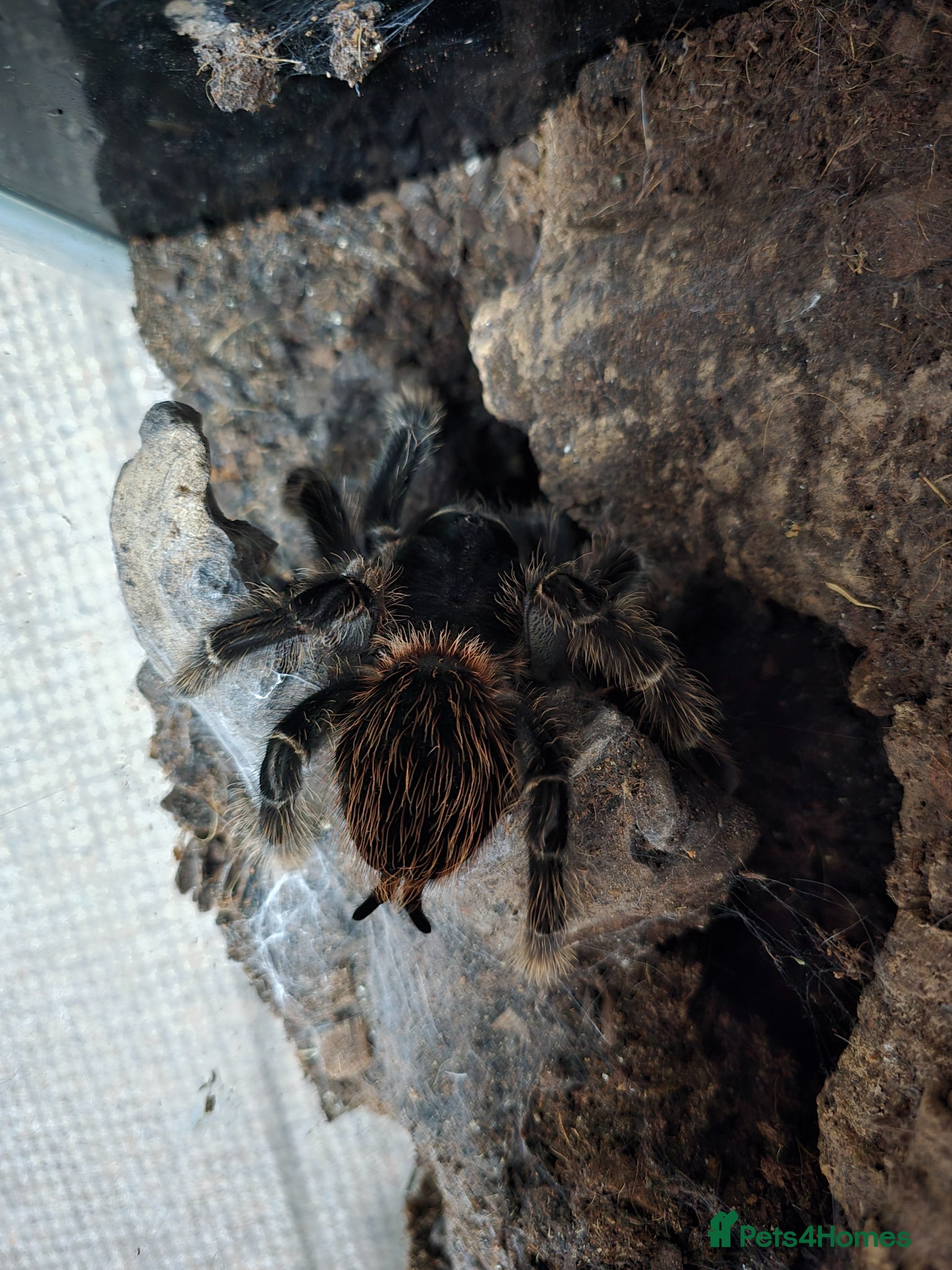 Tarantulas invertebrates Salmon Pink Birdeater - Advert 7
