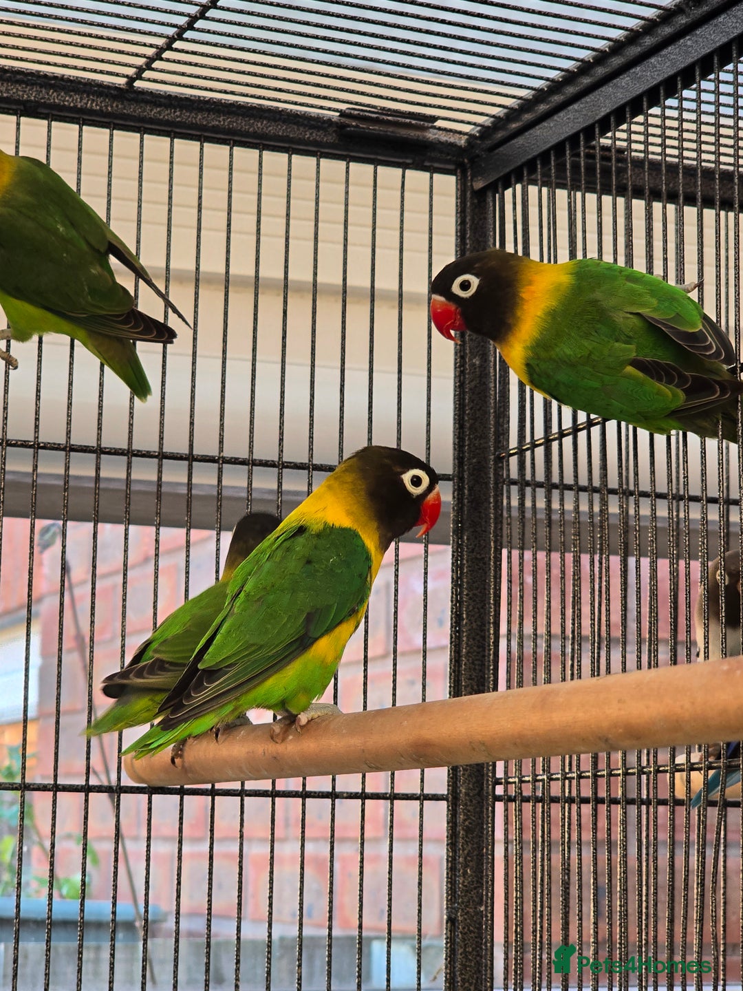 Lovebirds birds for sale: Blackmasked young lovebirds for sale - Advert 12