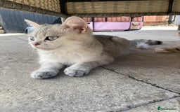 Siberian cats for sale: Persian/Siberian kittens - Image 20