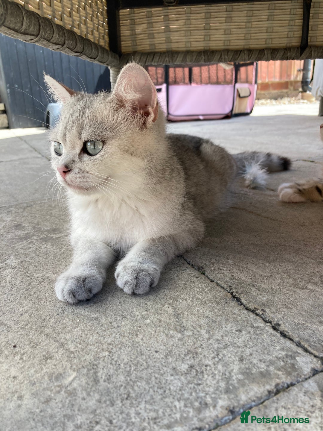 Siberian cats for sale: Persian/Siberian kittens - Image 20