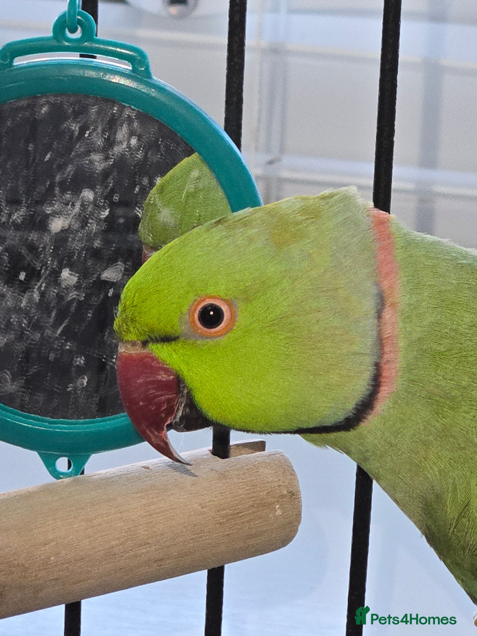 Ringnecks birds Green RingNeck Parrot - Advert 10