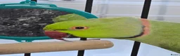 Ringnecks birds for sale: Green RingNeck Parrot - Advert 1