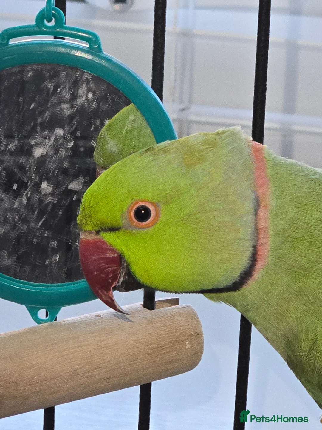 Ringnecks birds for sale: Green RingNeck Parrot - Advert 1