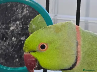 Ringnecks birds Green RingNeck Parrot - Advert 10