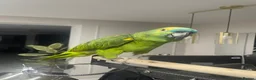 Parrots birds for sale: African Grey Congo & Amazons blue -for Sale - Advert 6