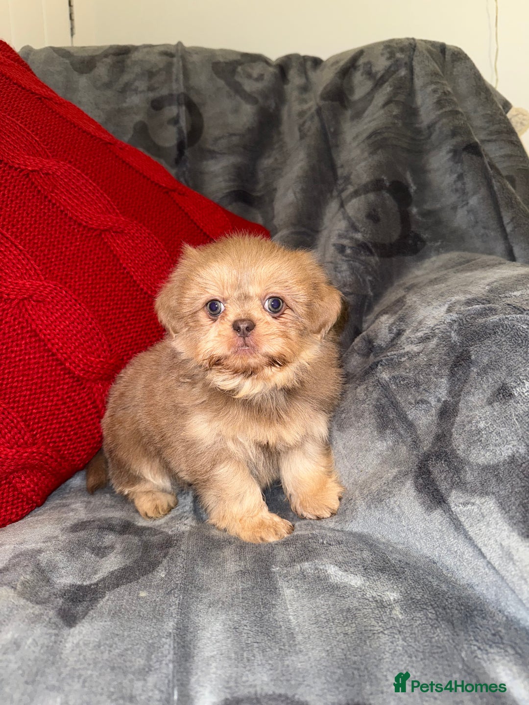 Shih Tzu dogs for sale: 🧡💜Stunning KC Registered Shih Tzu Puppies🧡💜 - Advert 4