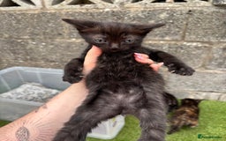 Ragdoll cats for sale: Gorgeous ragdoll cross kittens  - Image 22