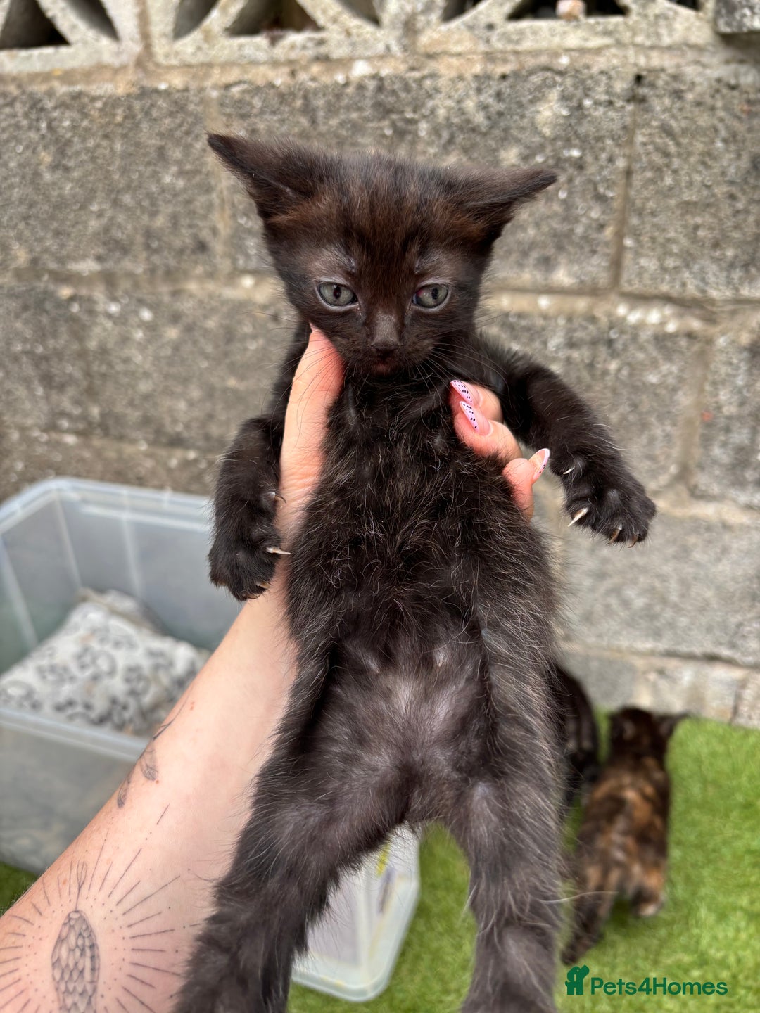 Ragdoll cats for sale: Gorgeous ragdoll cross kittens  - Image 22