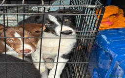 Border Collie dogs for sale: Last boy… Border Collie Pup - Image 36