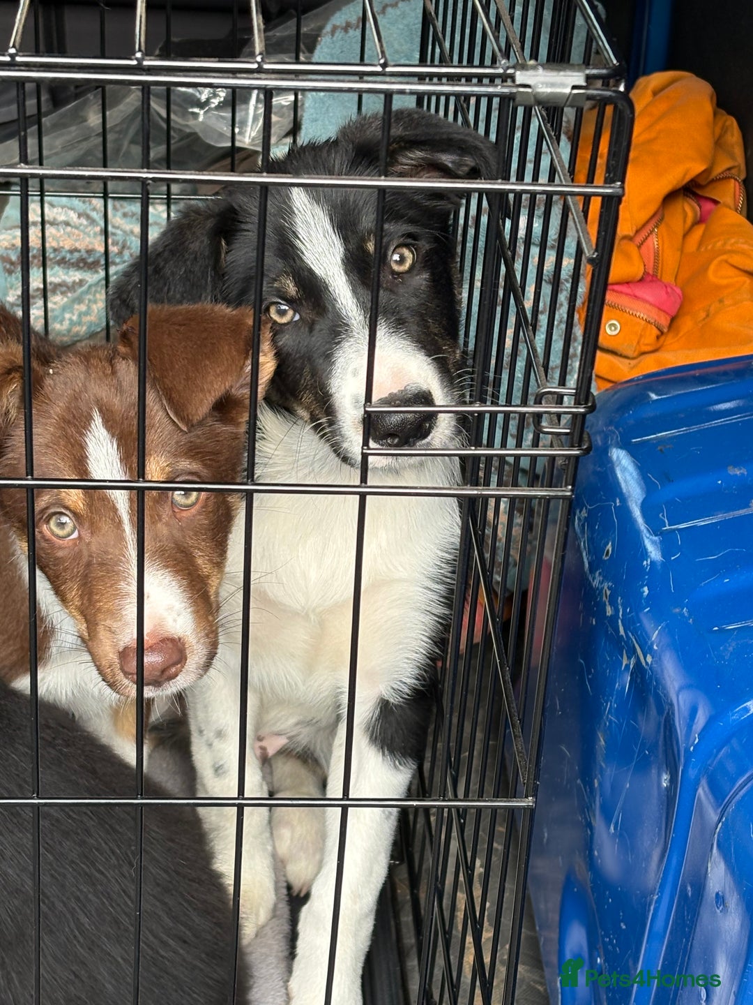 Border Collie dogs for sale: Last boy… Border Collie Pup - Image 36