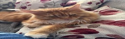 Maine Coon cats for sale: Price reduced   PEDIGREE MAINECOON KITTENS  - Advert 13