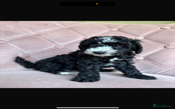 Cockapoo dogs for sale: Cockapoos  - Image 7