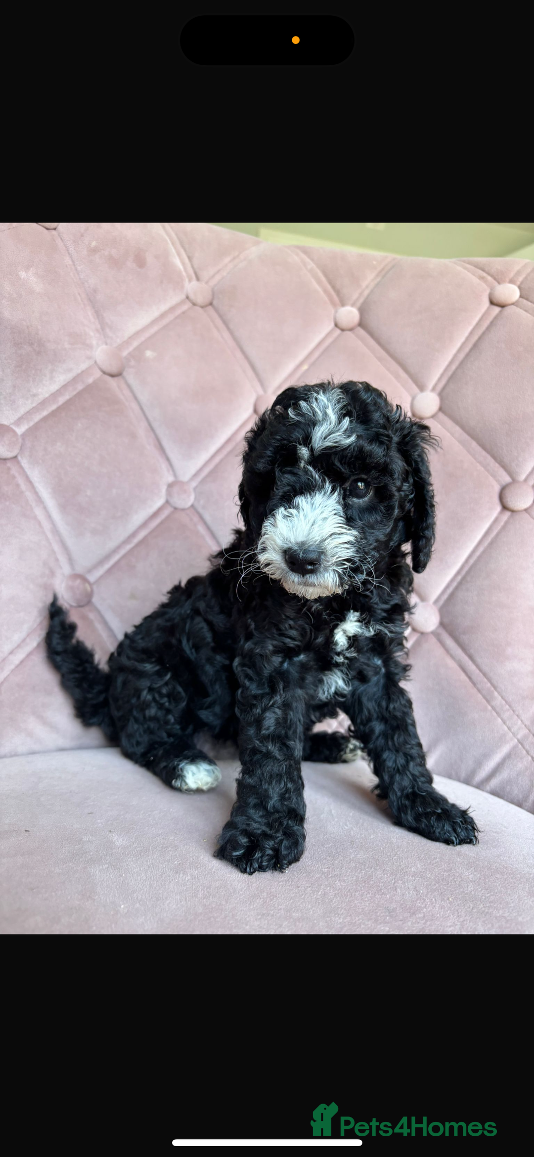 Cockapoo dogs for sale: Cockapoos  - Image 7