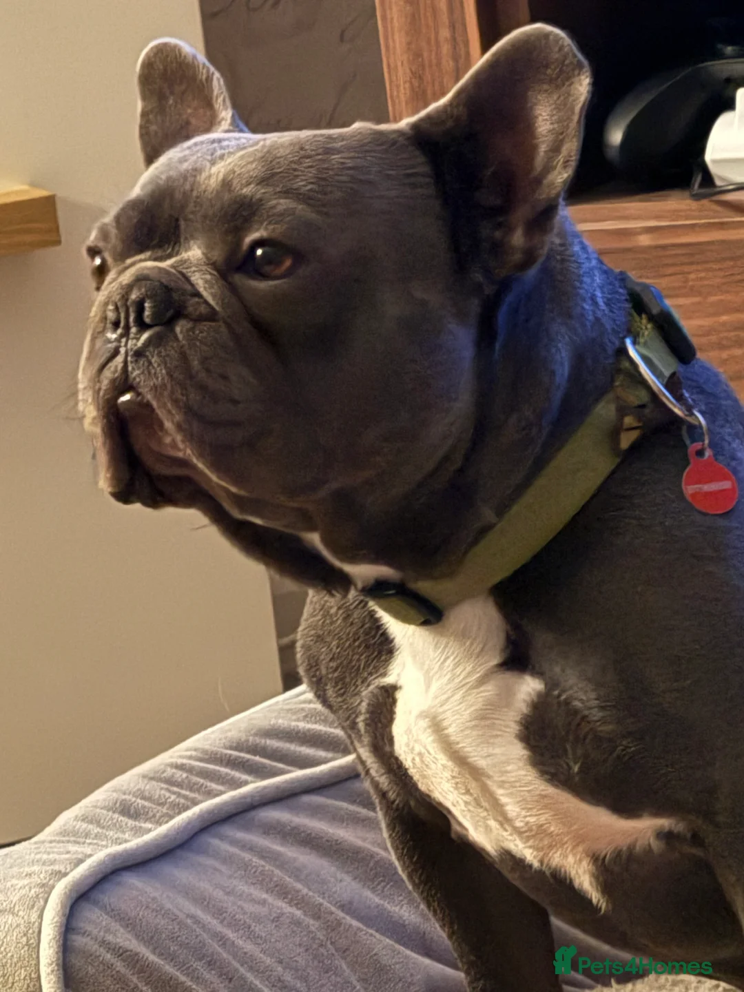 French Bulldog dogs for stud: Kc registered blue French bulldog for stud - Advert 4