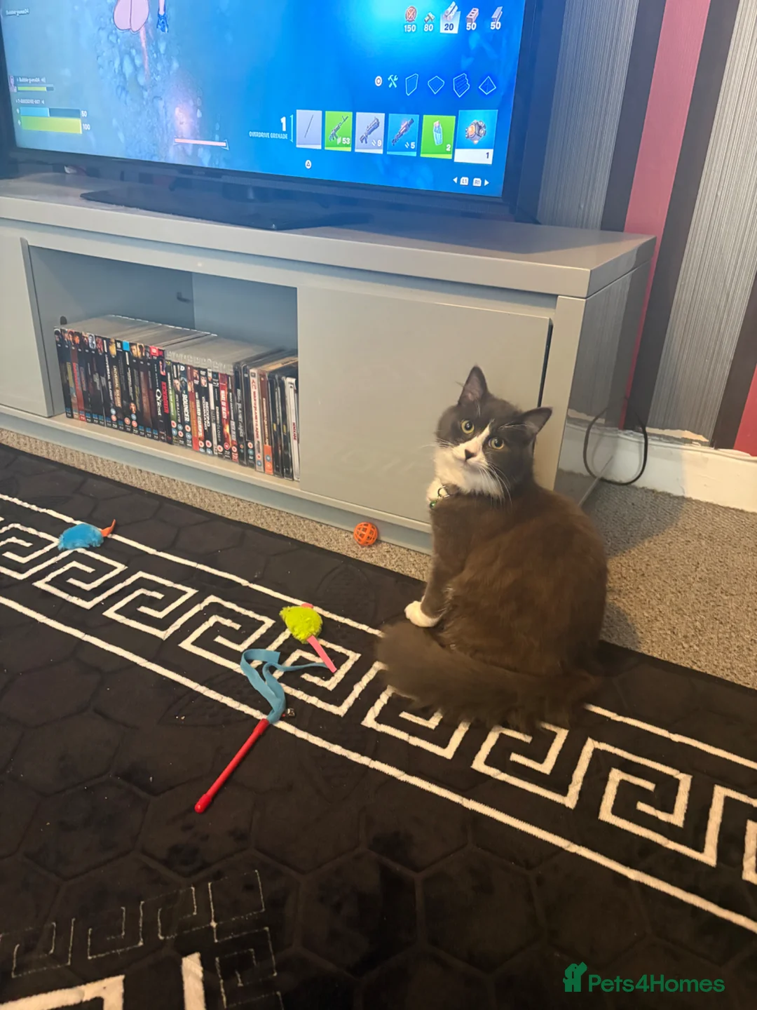 Norwegian Forest Cat cats for sale: Stormzy  - Advert 2