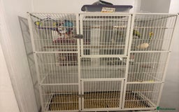 Budgerigars birds for sale: budgies for sale  - Image 4