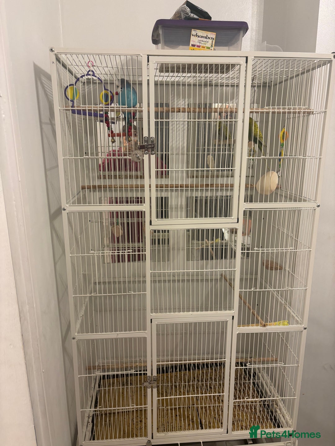 Budgerigars birds for sale: budgies for sale  - Image 4