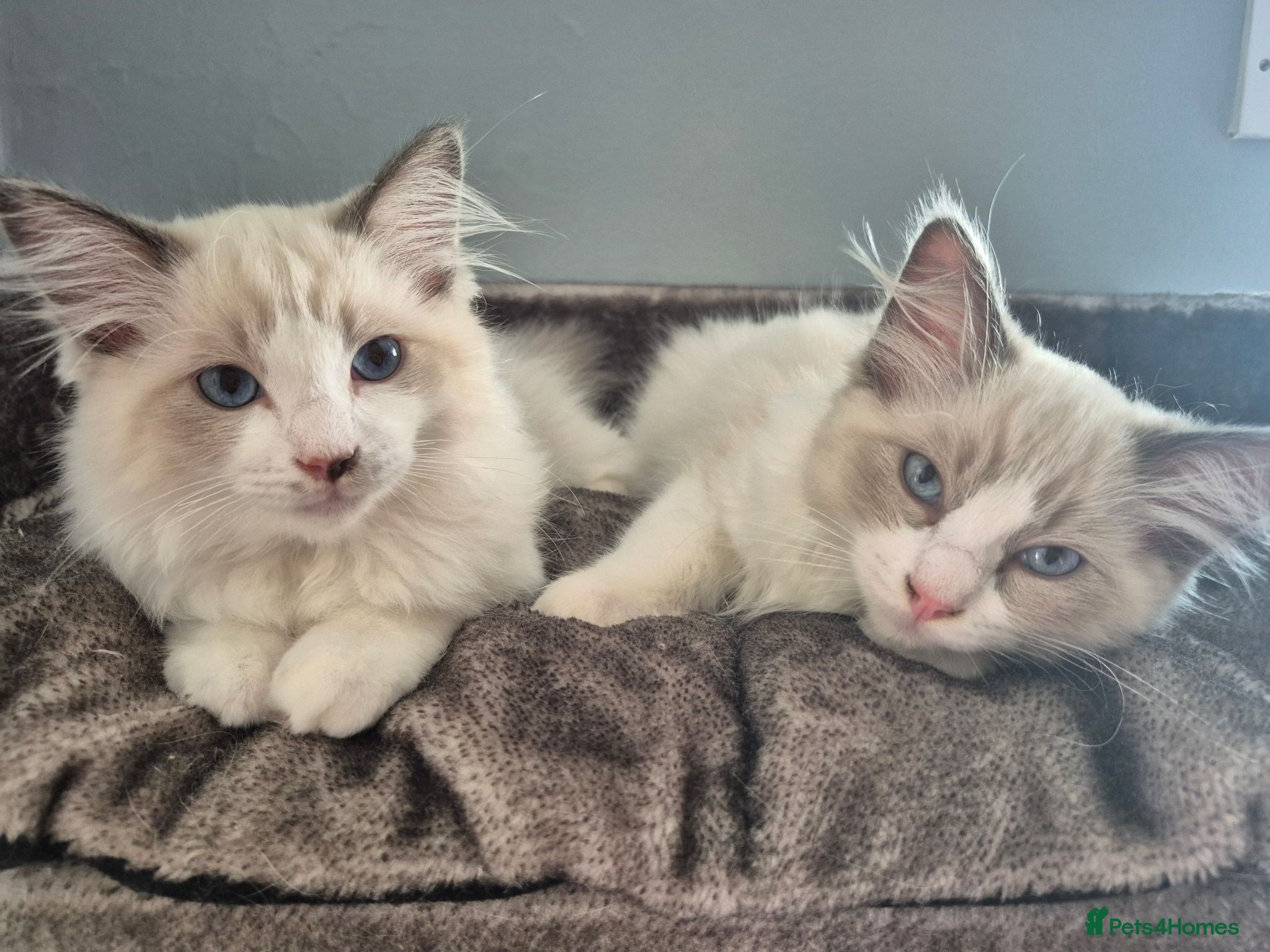 Ragdoll cats *Ready Now* Ragdoll kittens GCCF regsitered - Advert 13