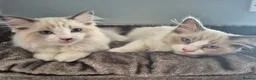 Ragdoll cats for sale: Two cuddly GCCF Ragdoll boys available 🩵 - Advert 7