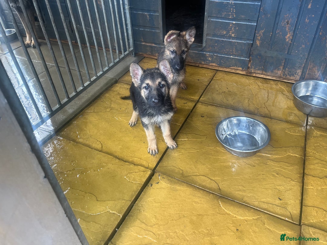 German Shepherd dogs for sale: German shepherd puppies 2 girls 1 male - Image 16