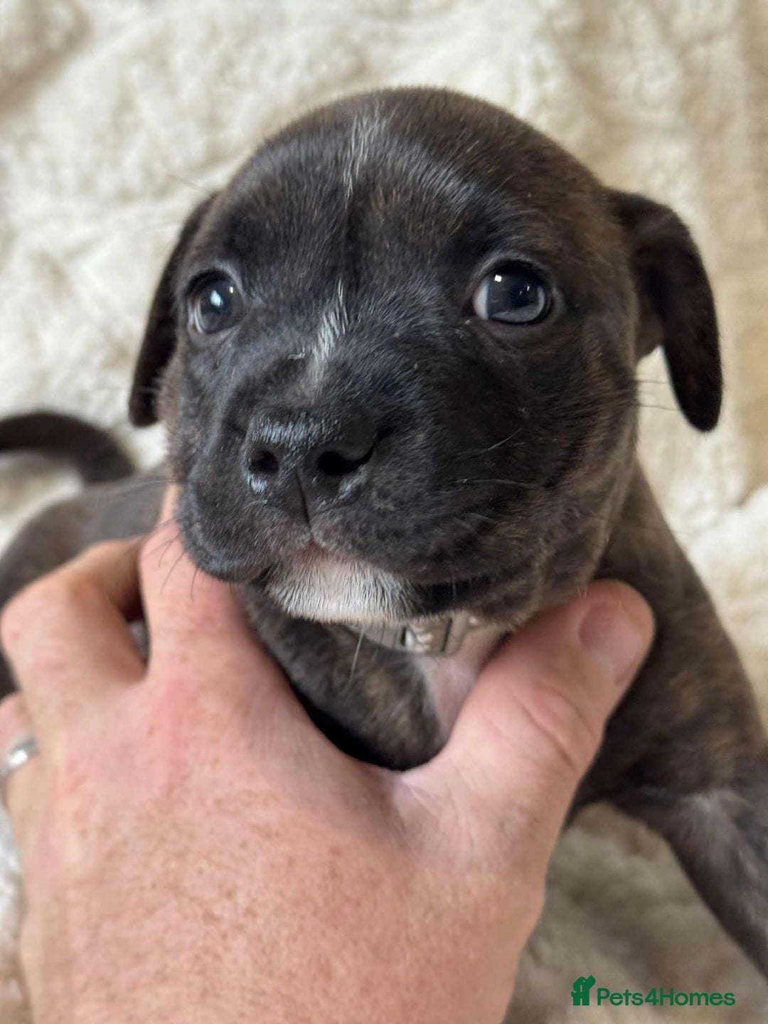 Staffordshire Bull Terrier dogs for sale: Kc registered Staffordshire bull terriers - Advert 23