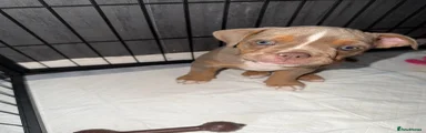 Olde English Bulldogge 2