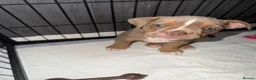 Olde English Bulldogge dogs for sale: Olde English bulldogge puppies - Advert 13