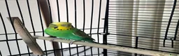 Budgerigars birds for sale: Male budgie in Doncaster - Advert 1