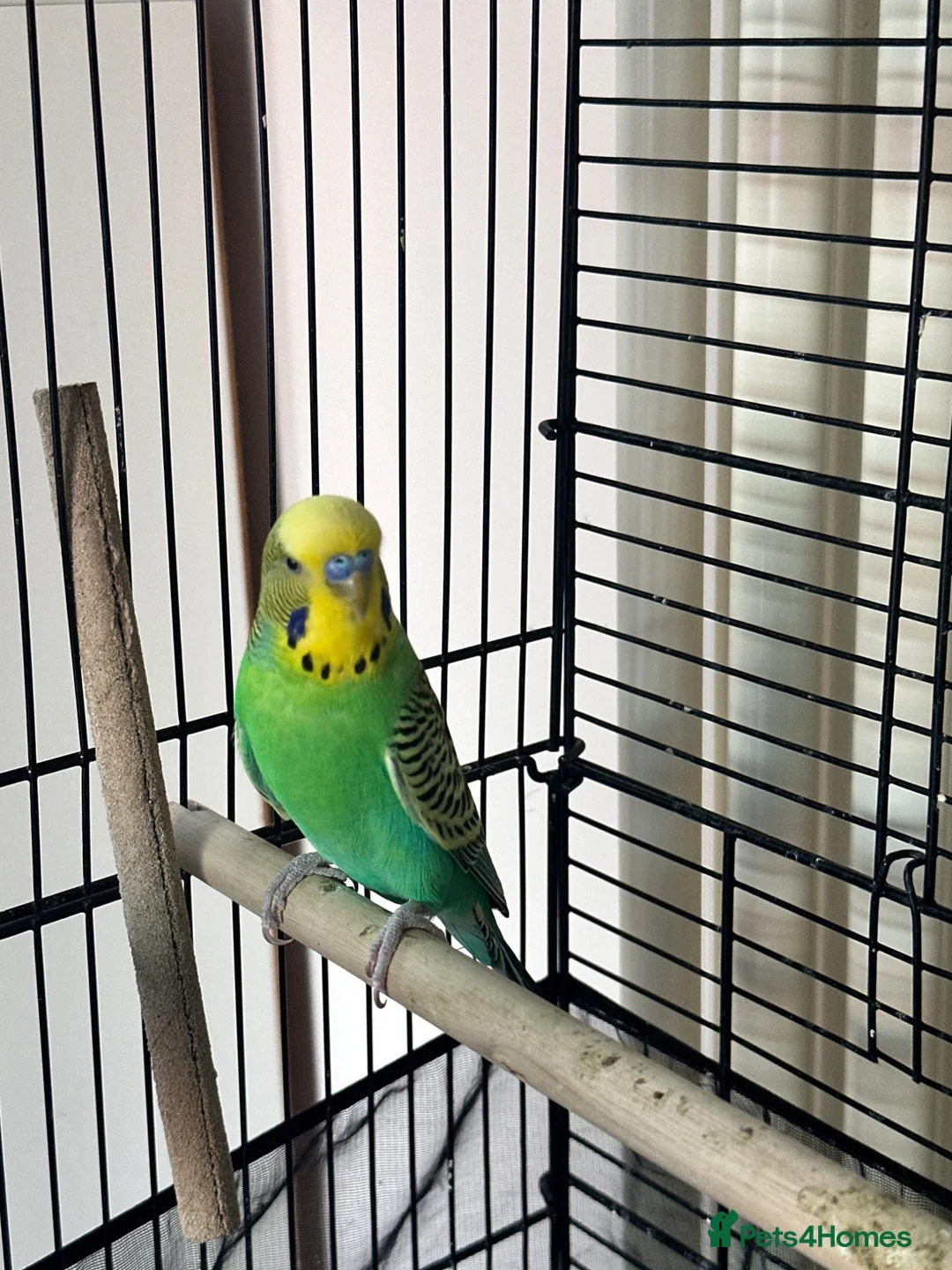 Budgerigars birds for sale: Male budgie in Doncaster - Advert 1