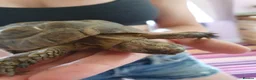 Tortoise reptiles for sale: 2 tortoises  - Advert 7