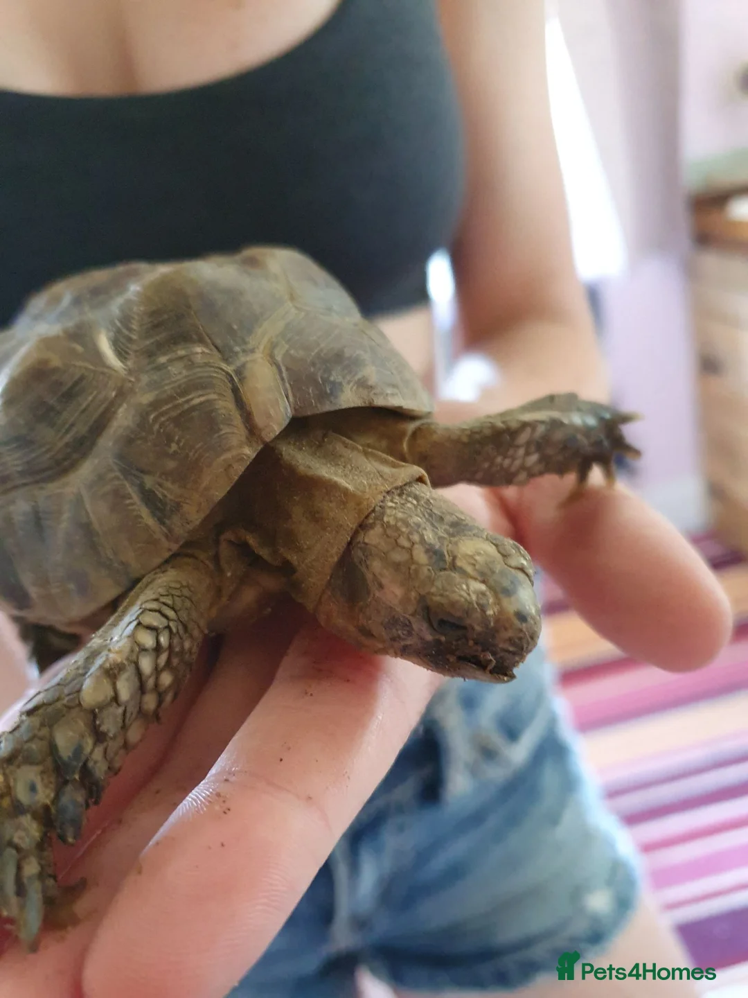 Tortoise reptiles for sale: 2 tortoises  - Advert 7